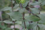 Wholeleaf rosinweed